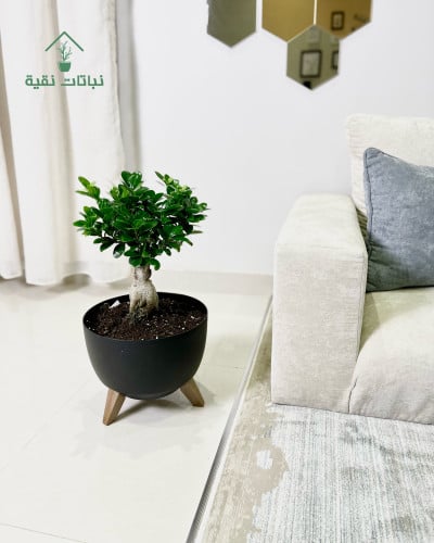 نبتة البونساي بقاعدة باللون الاسود
