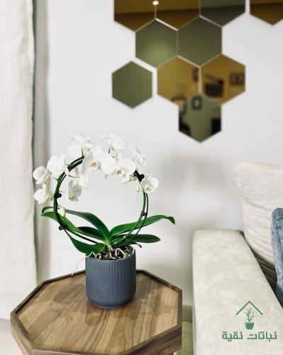 نبتة اوركيد القوس