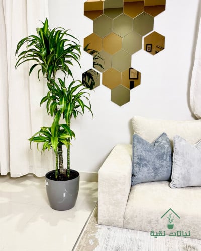 نبتة دراسينا هاواي 3 سيقان
