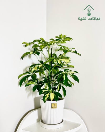 نبتة الشفليرا مبرقشة