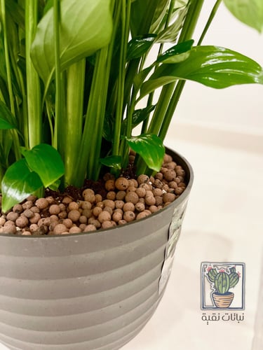 نبتة الاشرعة البيضاء