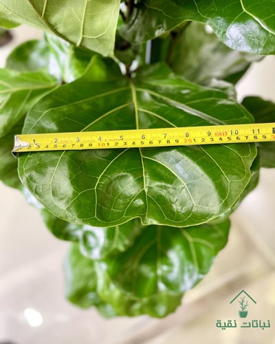 نبتة فيكس ليراتا