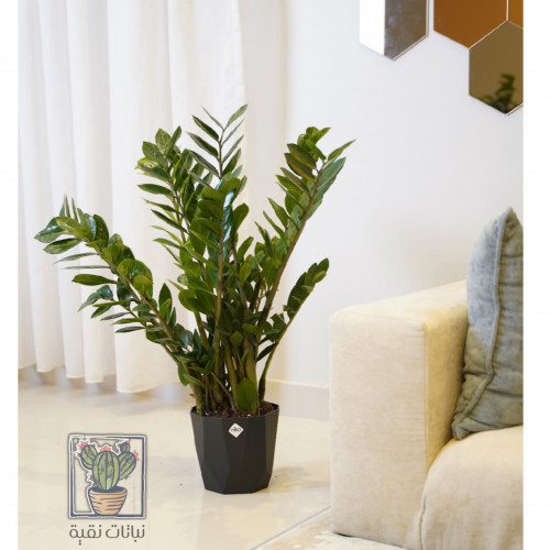 نبتة الزاميا