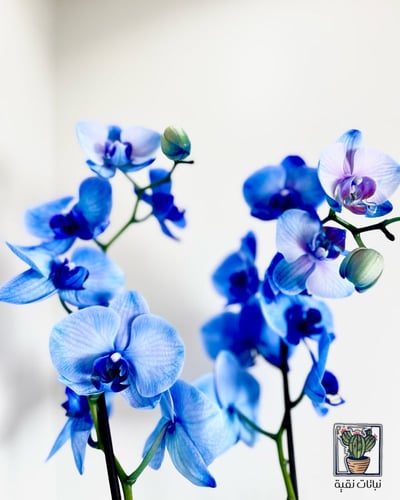 نبتة اوركيد زرقاء