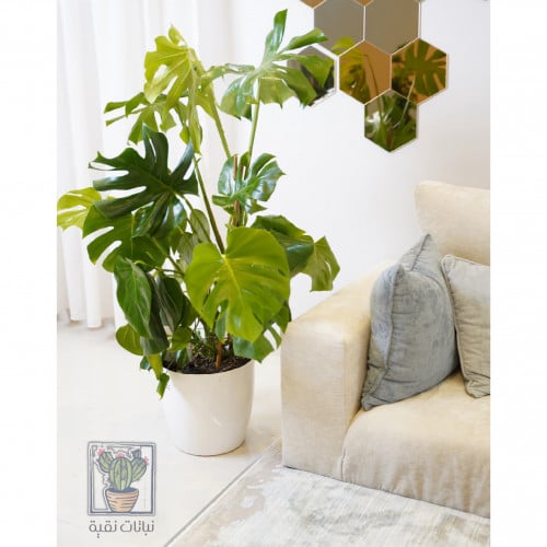 نبات القفص الصدري (منستيرا)