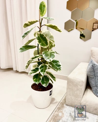 نبتة فيكس مطاط مبرقشة