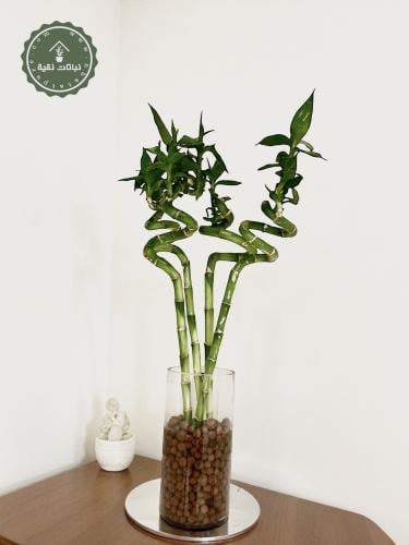 نبتة البامبو في فازة قزاز