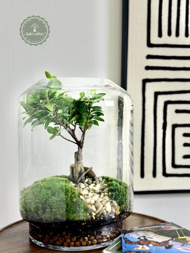 غابة البونساي الزجاجية