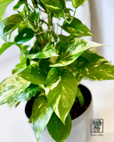 نبتة البوتس كبيرة