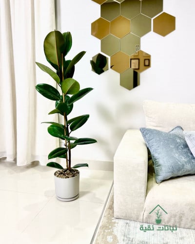 نبتة فيكس المطاط داكنة