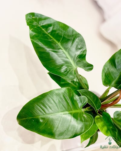 نبتة فيلوداندرون امبريال الخضراء