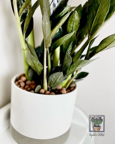 نبتة الزاميا السوداء