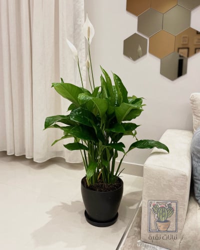 نبتة الاشرعة البيضاء