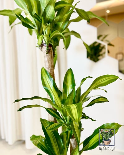 نبتة دارسينا ماسنجانا