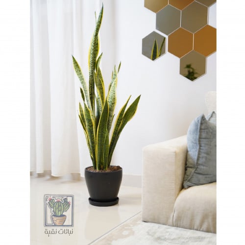 نبات جلد النمر