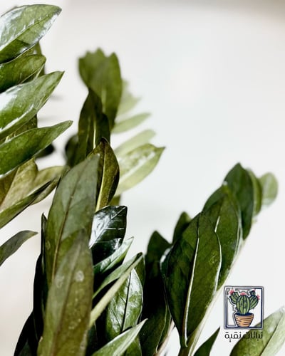 نبتة الزاميا السوداء