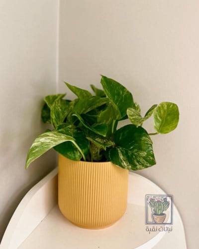 نبتة بوتس ماربل كوين