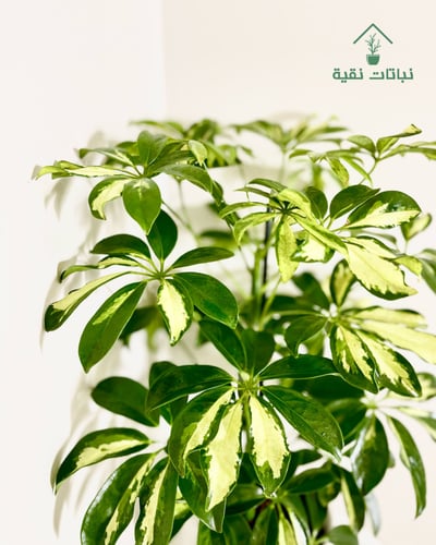 نبتة الشفليرا مبرقشة