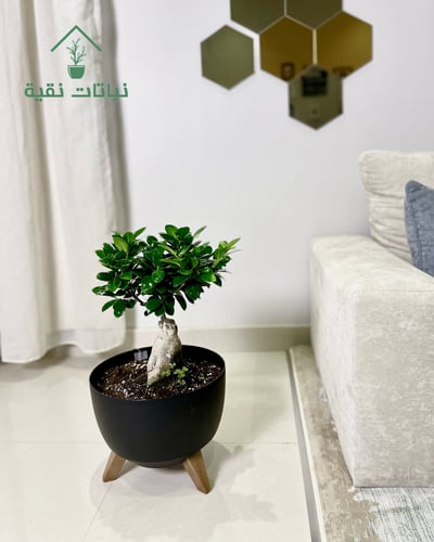 نبتة البونساي بقاعدة باللون الاسود