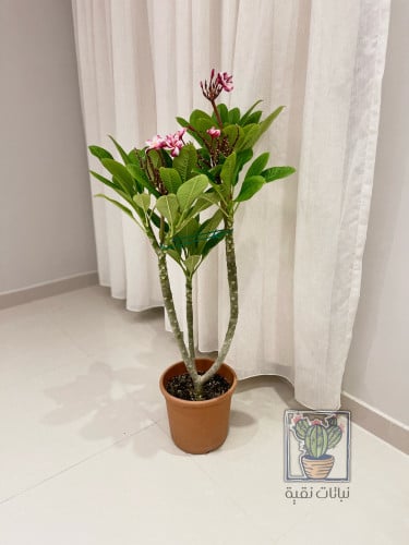 نبتة الياسمين الهندي