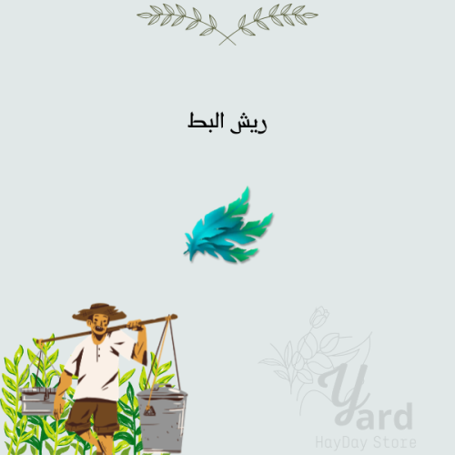 50 ريش البط