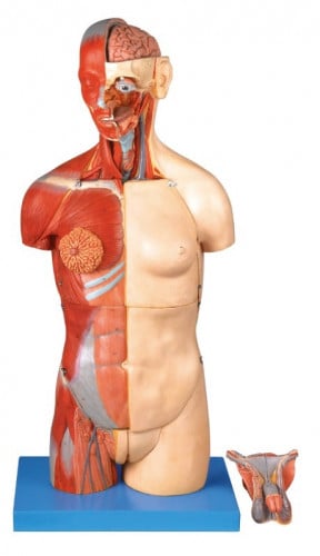 Dual Sex Torso With Open Back:32-Part
