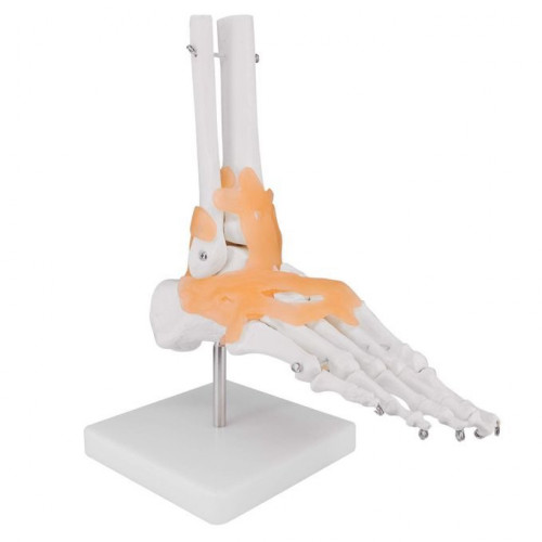 Foot