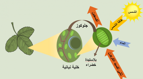 درس نموذجي "الخلية الحيوانية والحلية النباتية" - ص...