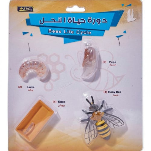 أشكال تعليمية ثلاثية الأبعاد تعلم دورة حياة مكونة...