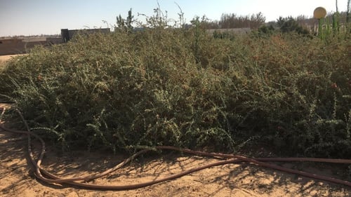 مصع ( غرقد ) 30 بذرة Nitraria retusa