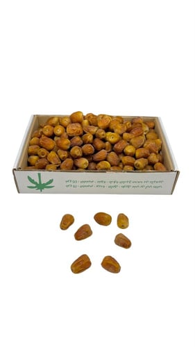 سكري جلاكسي 4.50كيلو حبة التمر متوسط فاخر