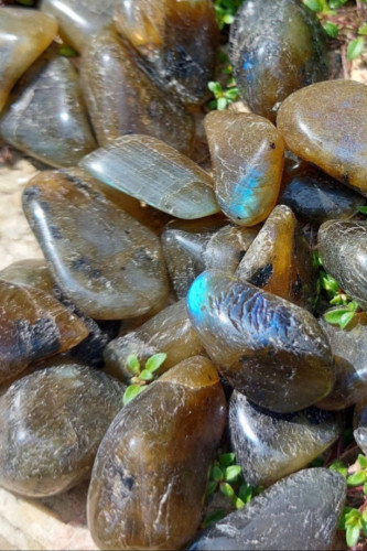 لابرادوريت صغير طبيعي