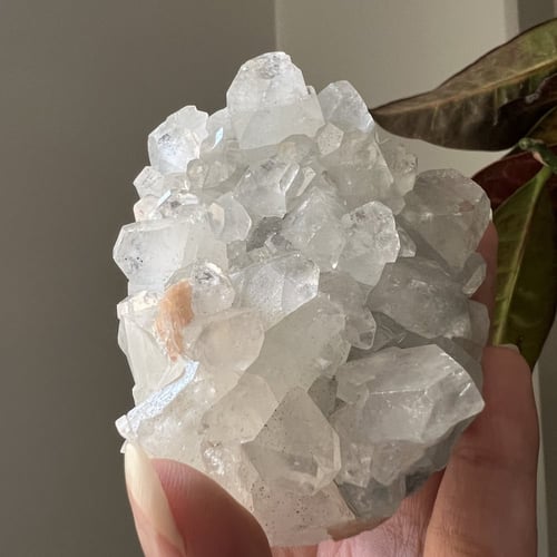 ابوفيليت الماسي عالي الجودة كبير