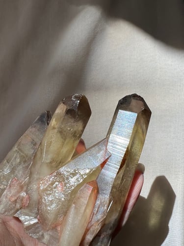 سترين عنقودي