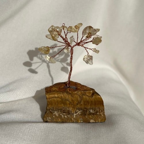 شجرة سترين وعين النمر صغيرة