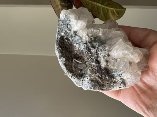 ابوفيليت الماسي عالي الجودة كبير