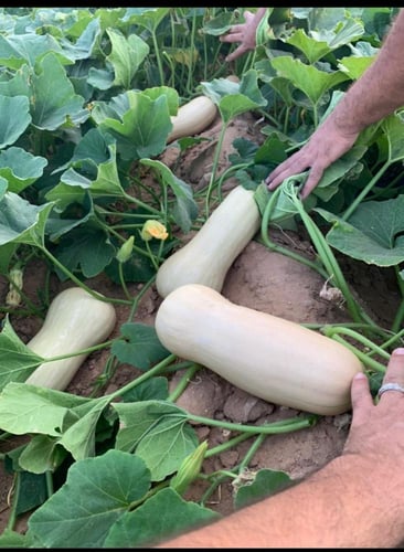 قرع اجوان 1000 بذرة