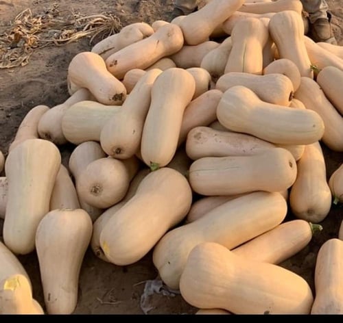 قرع اجوان 1000 بذرة