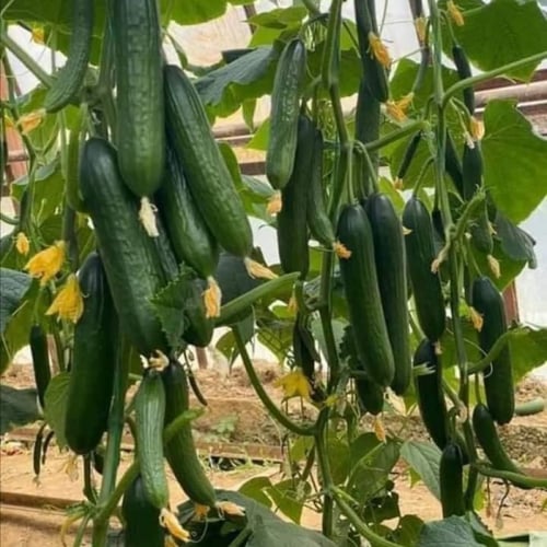 خيار سونو فيردي هجين (1000 بذرة)