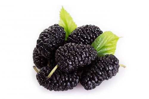 توت أسود طازج