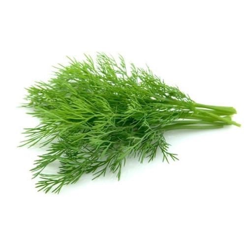 شبت طازج