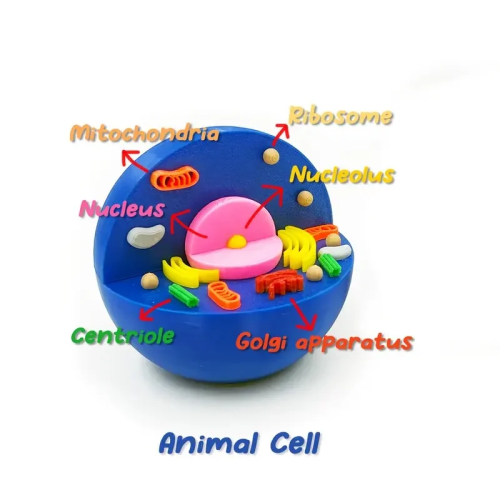 نموذج الخلية الحيوانية Animal cell