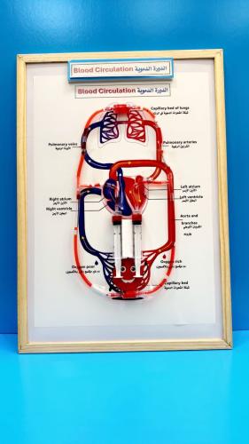 الدورة الدموية Blood Circulation