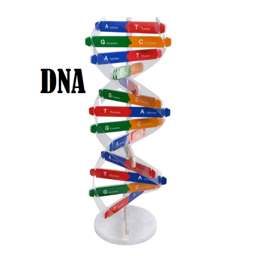 نموذج الحمض النووي DNA