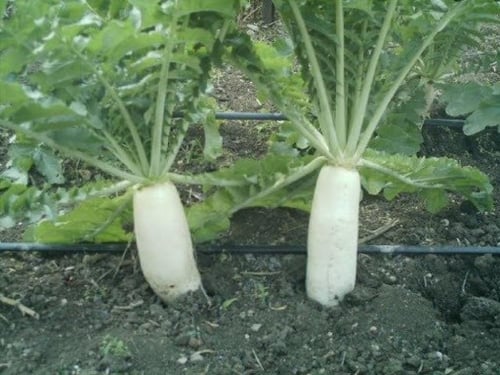 بذور نبات الفجل الابيض ( acanthiformis )