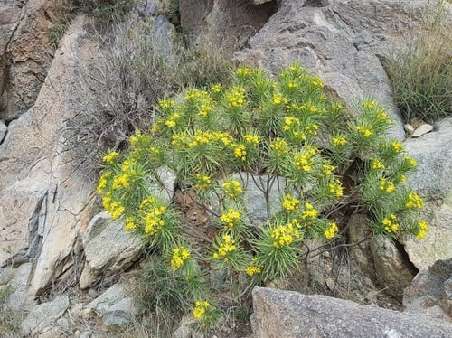 صوم مقدار ملعقة صغيرة من البذور euryops arabicus s...