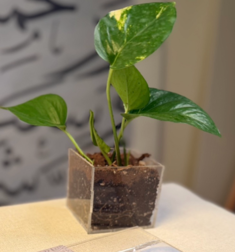 نبتة بوتس