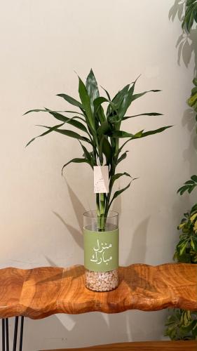فازة البامبو