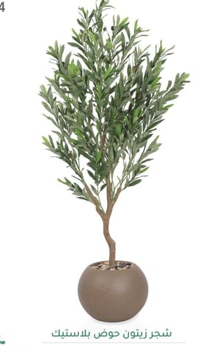 شجرة زيتون مقاس 135سم