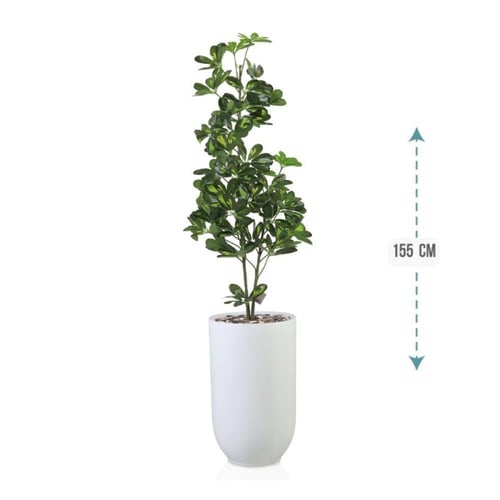 شجر شلفيرا أخضر 3 فرع حوض بلاستيك 155سم : 5304-533